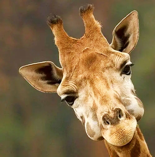 30个关于动物的冷知识,关于动物的冷知识50字