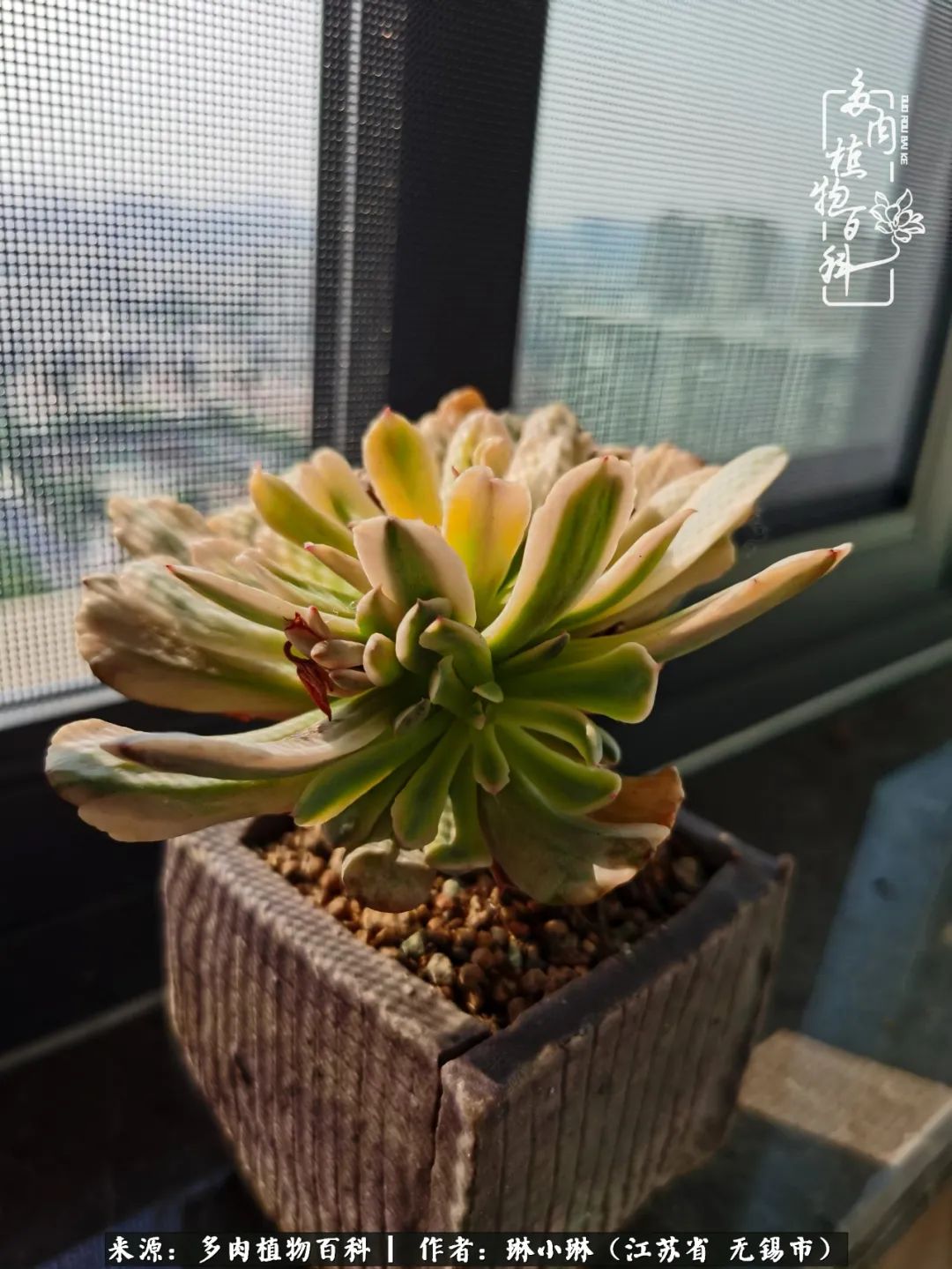 多肉变美是需要时间的,千万别辜负了多肉变美的黄金季节