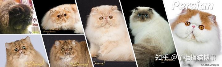 有哪些好看的家养猫,最适合家养的猫咪品种不掉毛