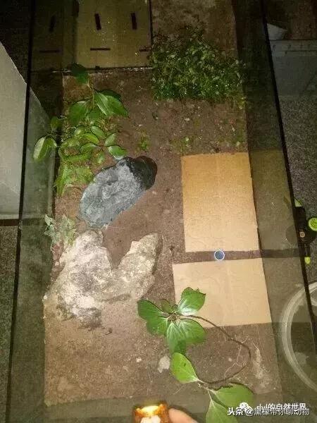 丛林造景黄缘龟池设计图大全,龟宝宝黄缘龟生态缸造景教程