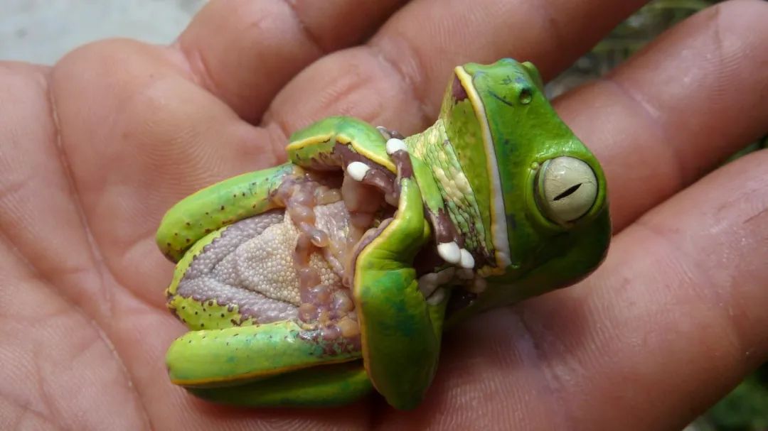 315曝光打假视频是真的吗,315曝光的动物