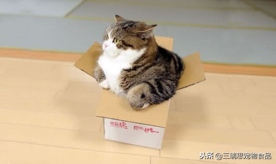 萌猫十大明星,十大萌猫排名