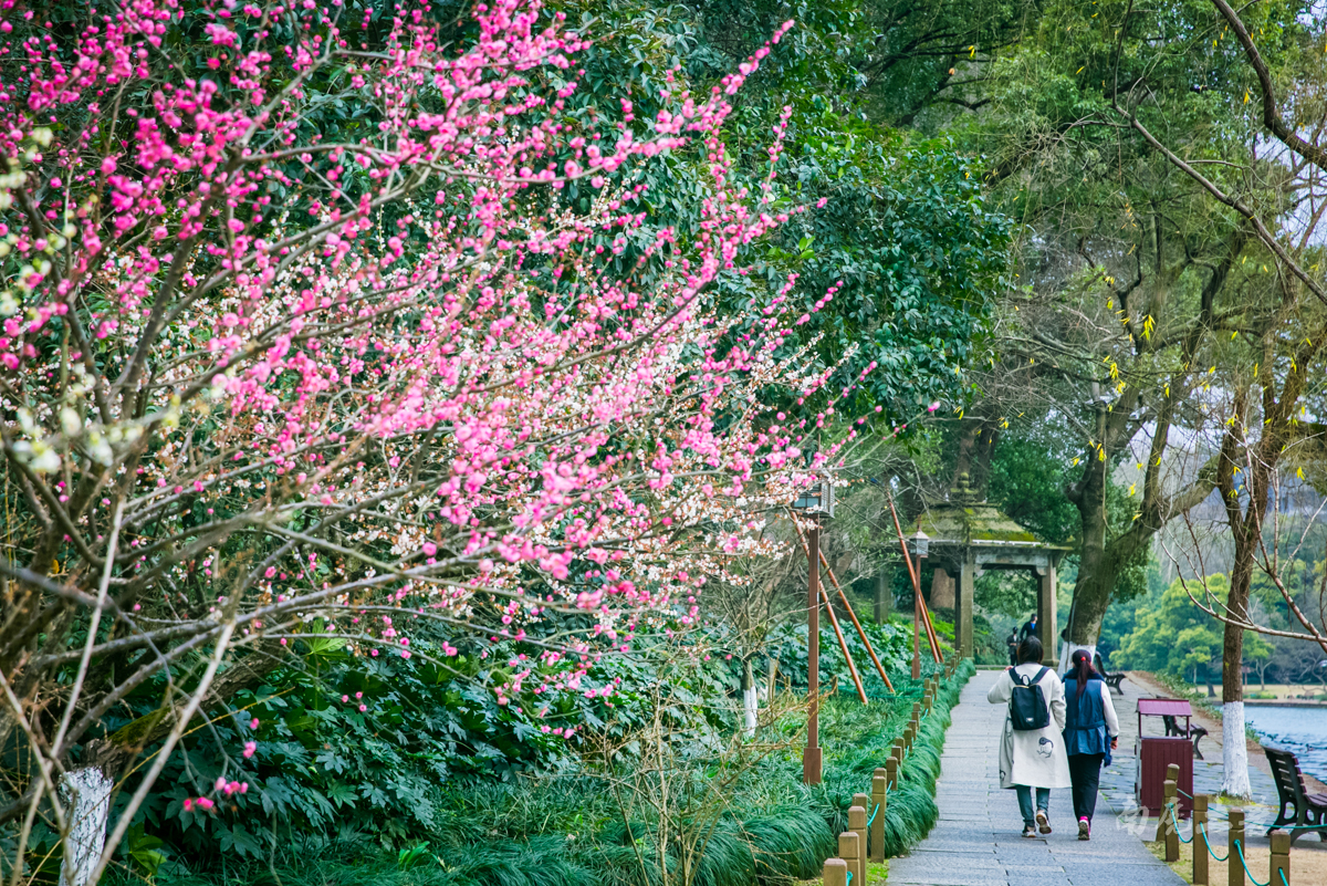 杭州西湖孤山梅花,杭州西湖赏梅花