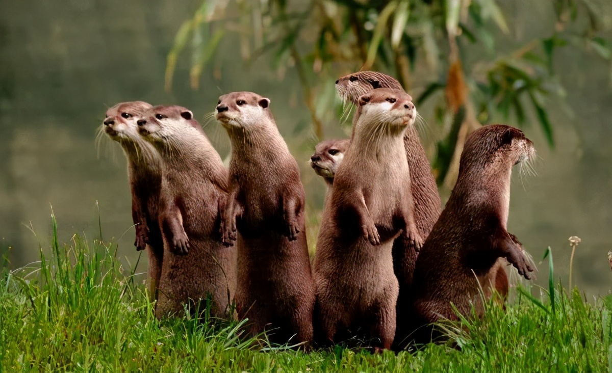 新加坡华人打架斗殴事件,新加坡打架最惨烈的一次