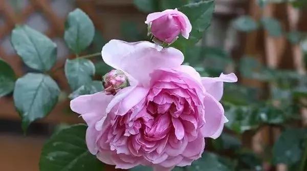 100种玫瑰图片大全,100种玫瑰鲜花你认识吗