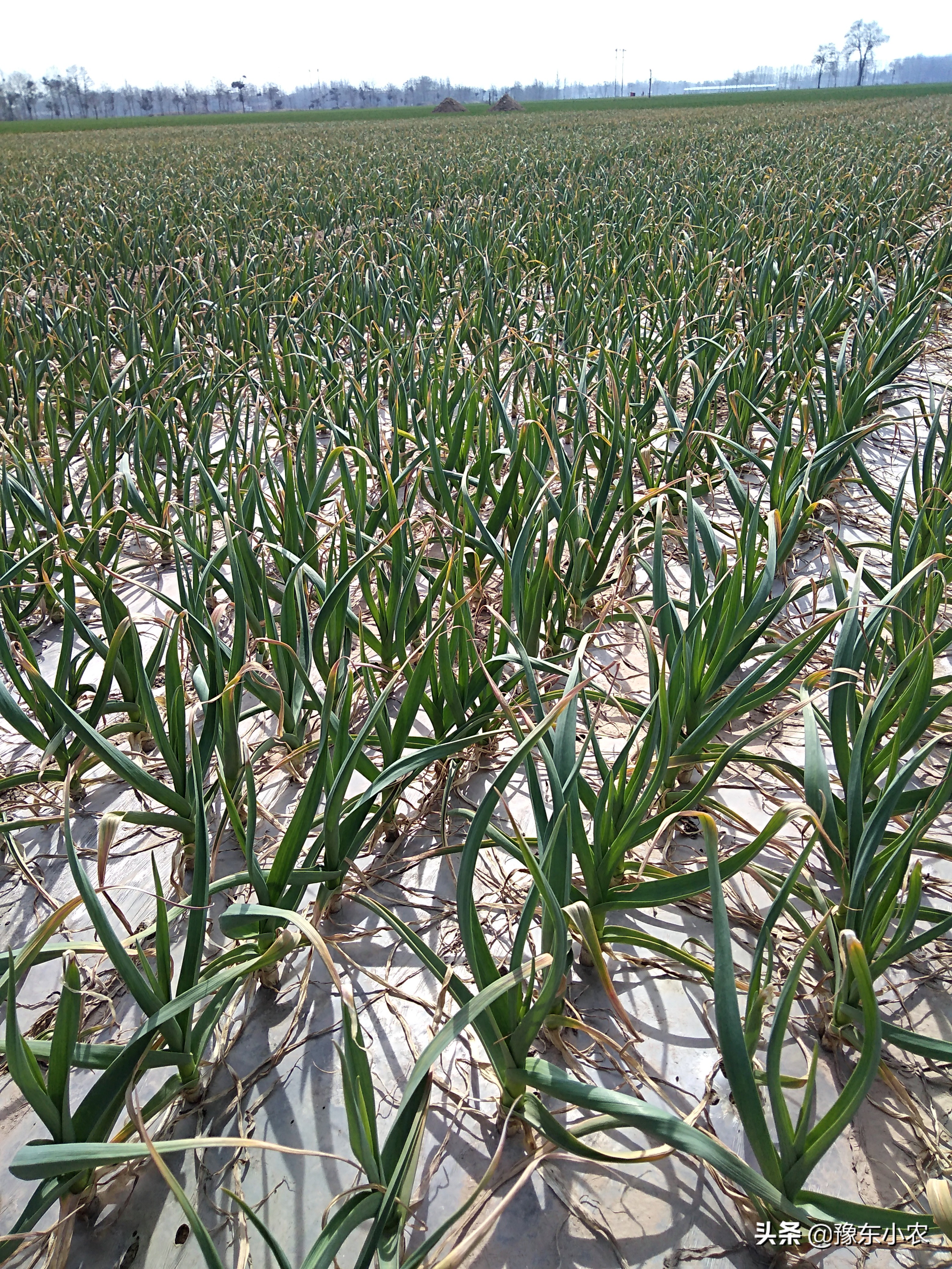 大蒜锈病的防治时间和方法大家知道吗？老蒜农分享自己的管理经验