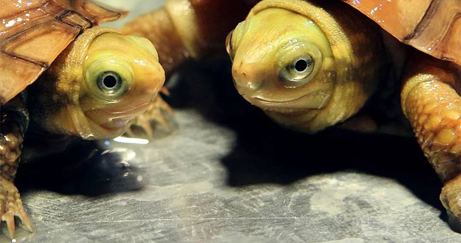 影响动物年龄鉴别的因素有哪些,影响乌龟个体差异的因素