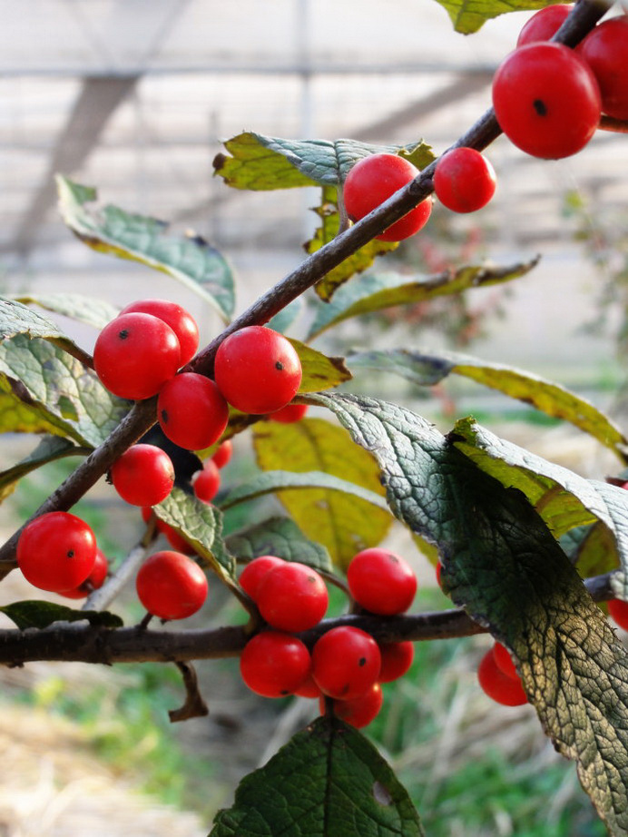 百种果子简介,百种果实图片