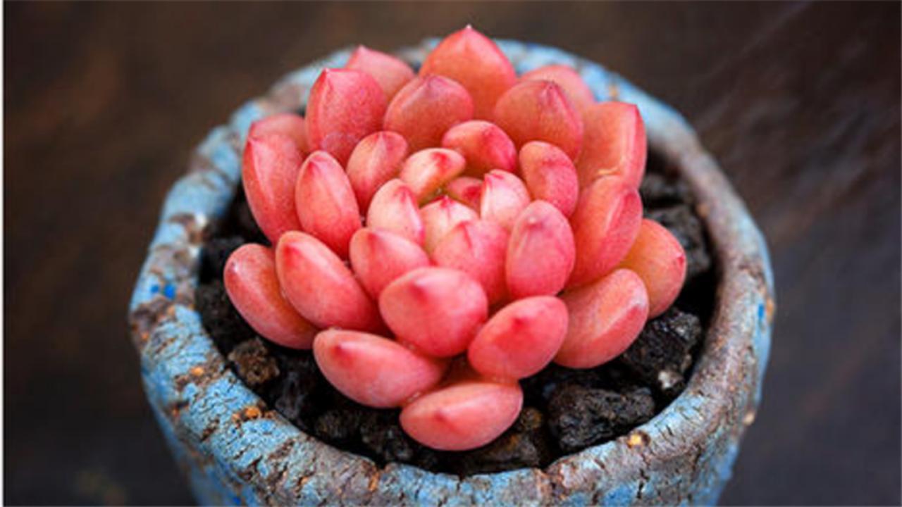 多肉红宝石冬天养殖方法和技巧,多肉红宝石夏天怎么养