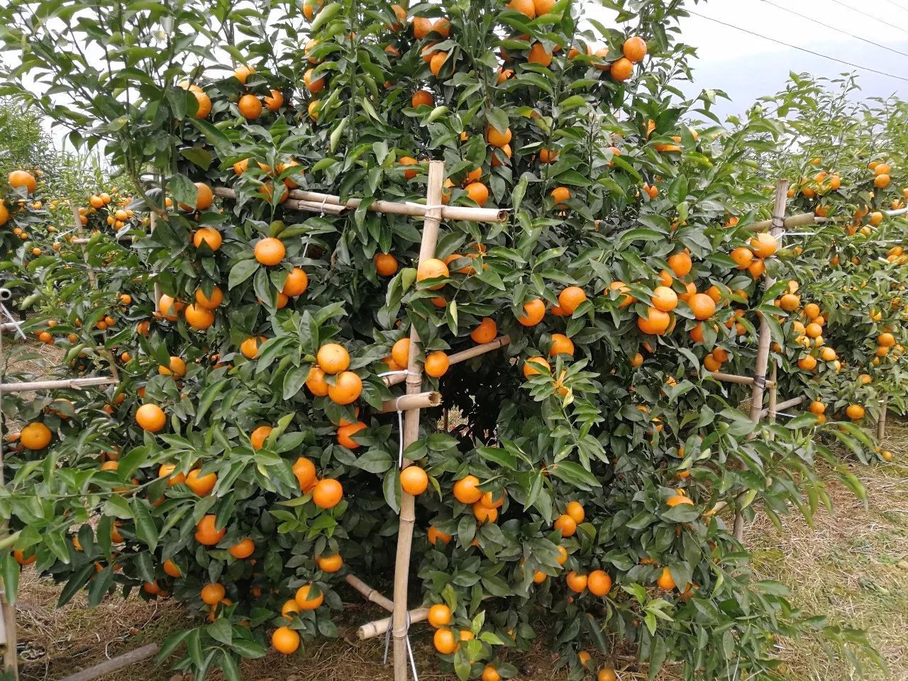 柑橘采果后果园管理要点分析,晚熟柑橘采摘后如何管理
