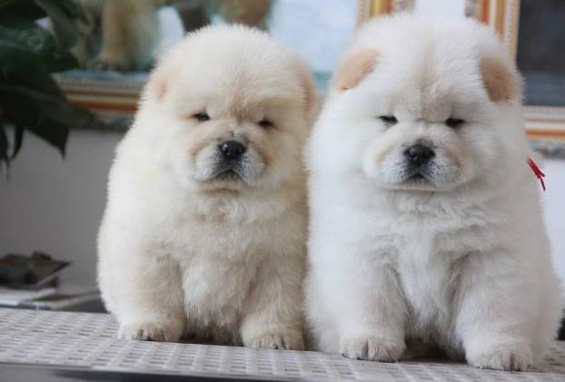 养松狮犬的十大好处,松狮犬为什么很少