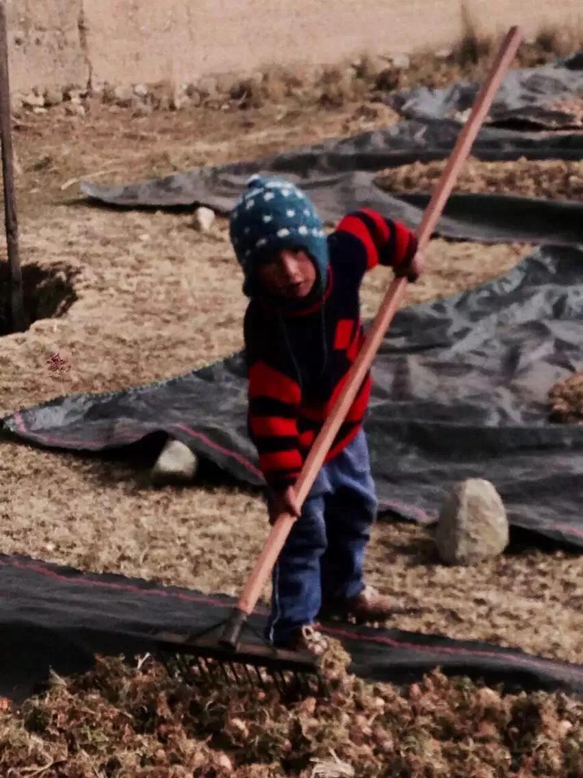 玛咖真实的情况,玛咖真实情况