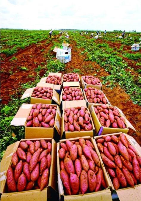 湛江哪种番薯最便宜又好吃,雷州番薯哪里最好