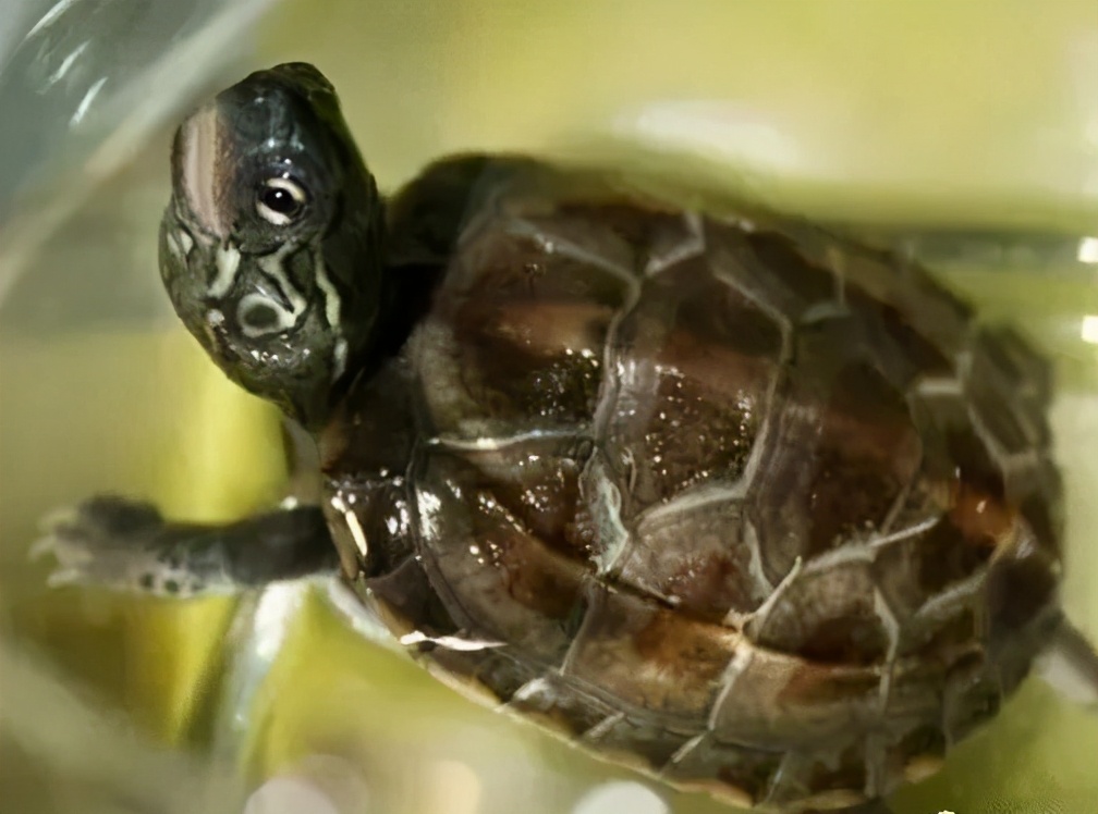 各种龟类图片大全大图,龟类展示会