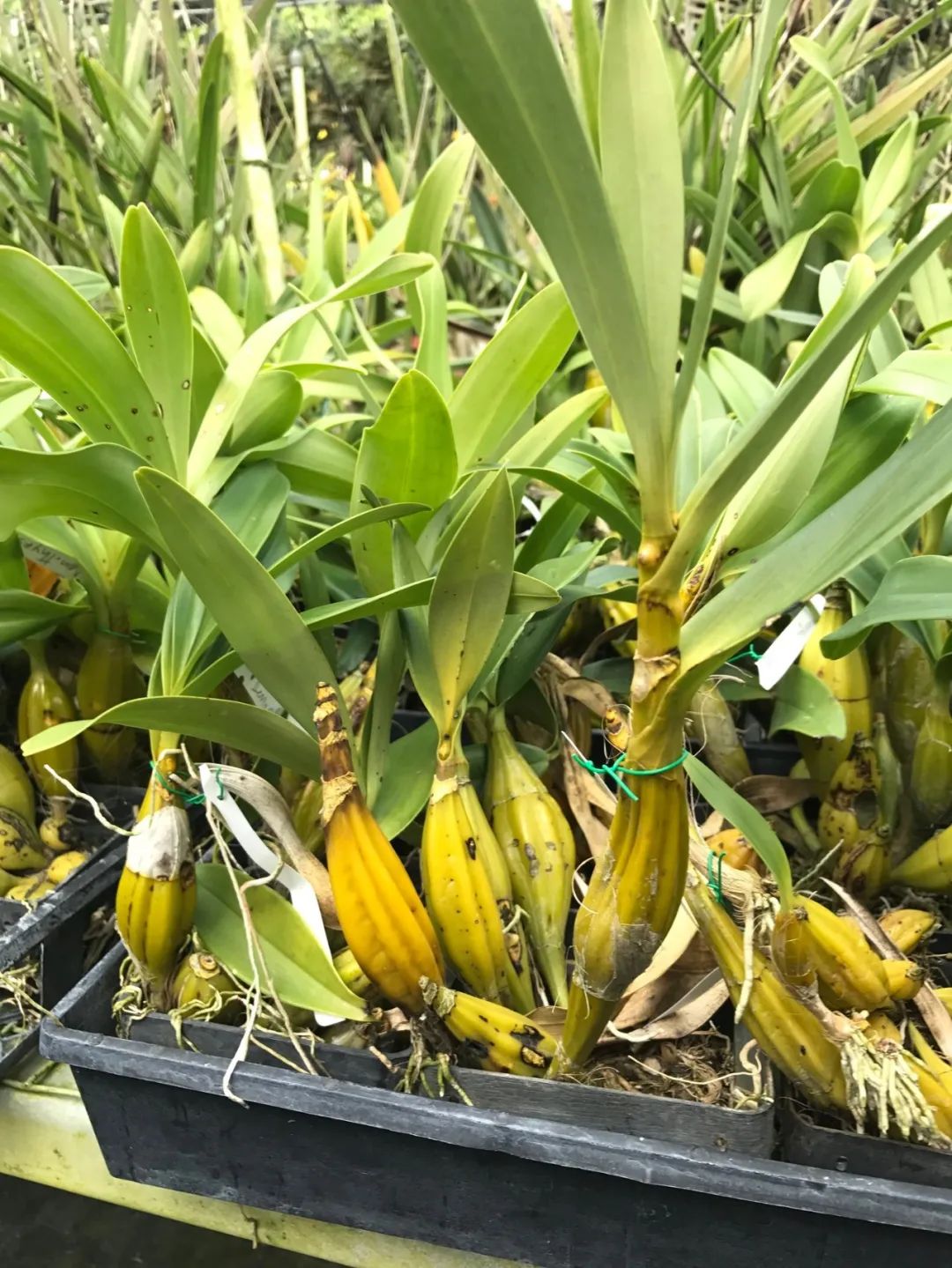 用水苔养花的6大好处，烂根植物轻松救活，枯萎的多肉能重新生根