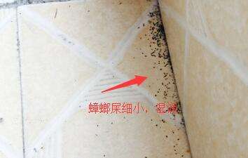 比较彻底地消灭家里的蟑螂,家里很多蟑螂怎么把它消灭掉