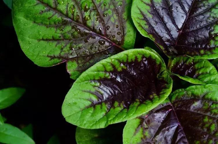 那些你绝对想不到的榨油作物，真是给古人的智慧跪了