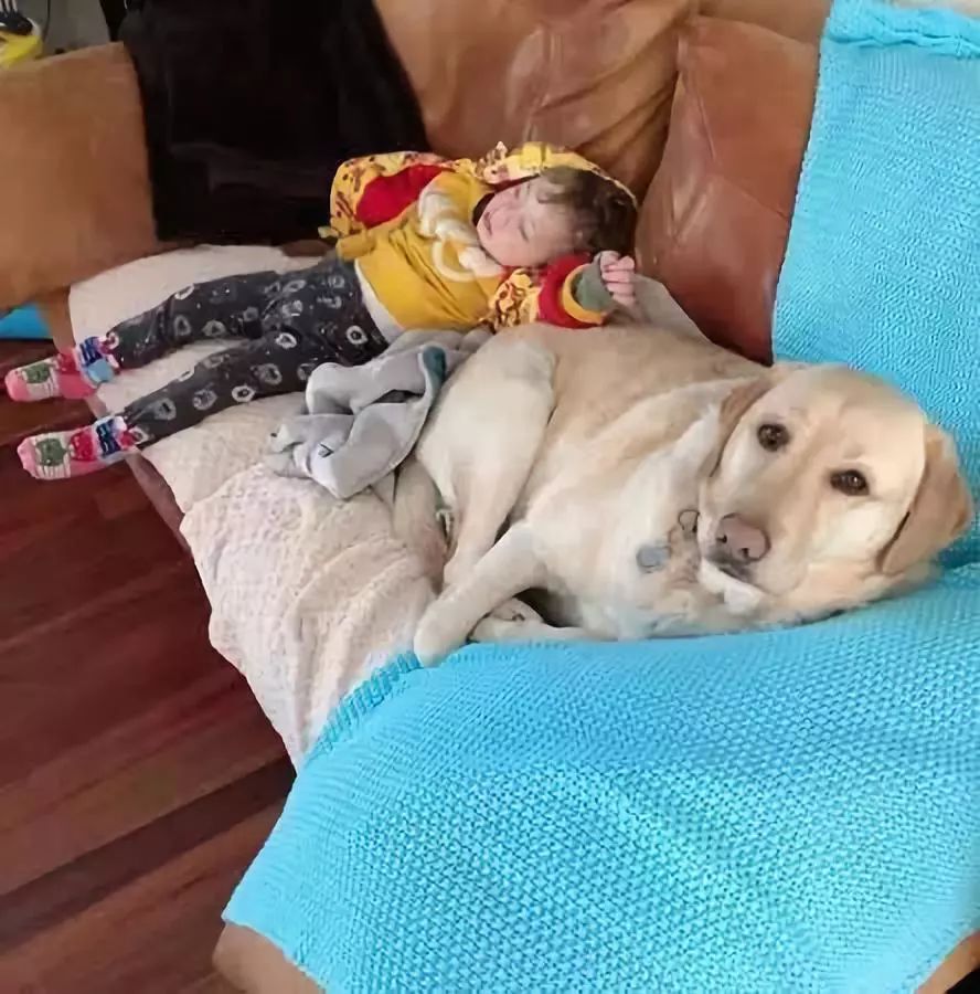 第一次养狗为啥不建议养拉布拉多,感觉养拉布拉多第三个月快崩溃