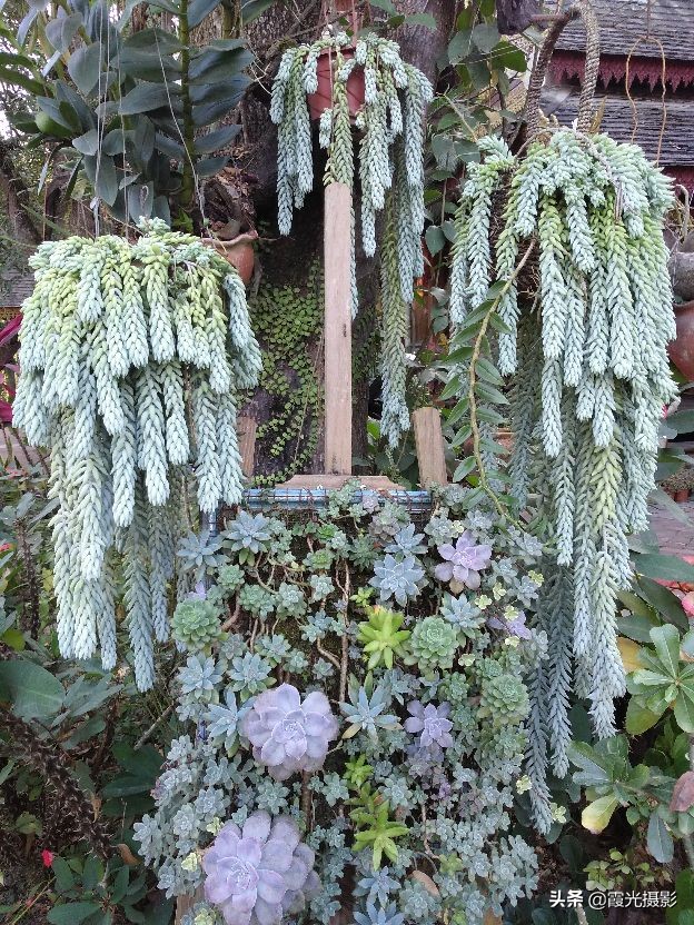 云南西双版纳的傣族园,西双版纳傣族园旅游景区