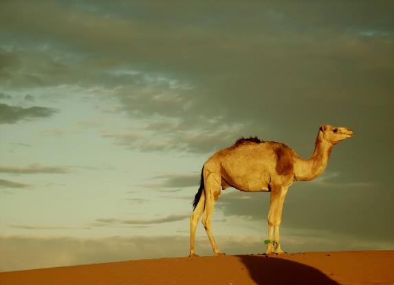 地球最奇特的沙漠,地球上最优越的气候是什么气候