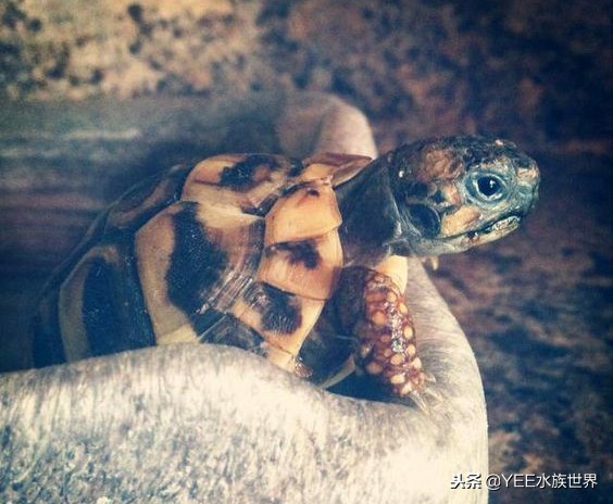 什么陆龟适合新手,哪些陆龟适合新手