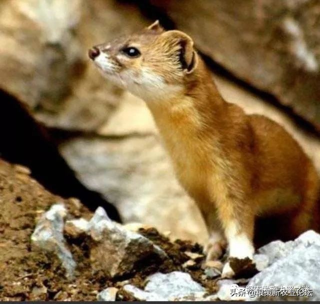 亚洲哪种蝙蝠最好吃,中国蝙蝠吃什么最好