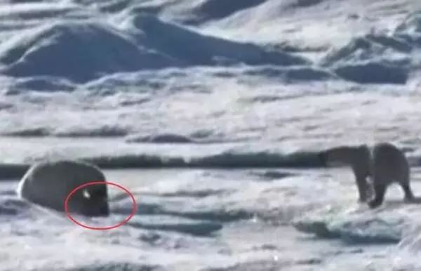 红帽子白胡子的老人,白胡子红帽子老人