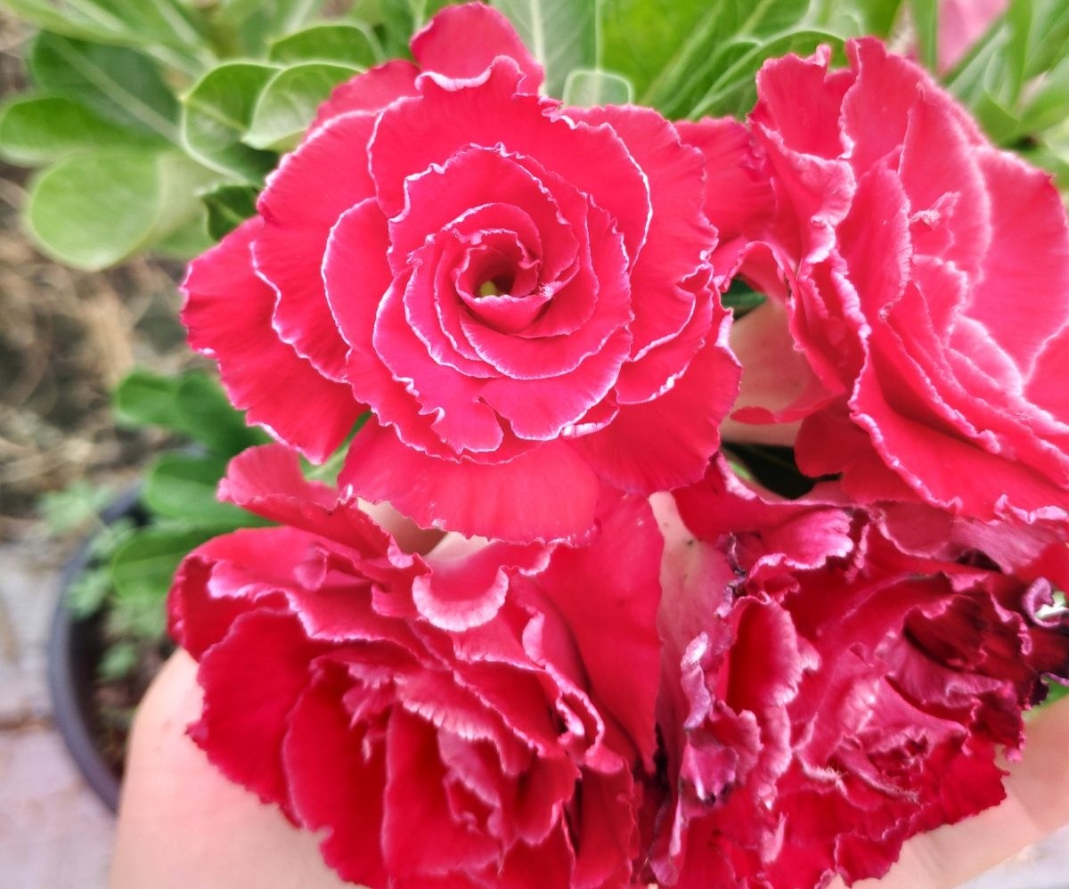 84个沙漠玫瑰品种，收起来慢慢看，待到来年春天选几种喜欢的养