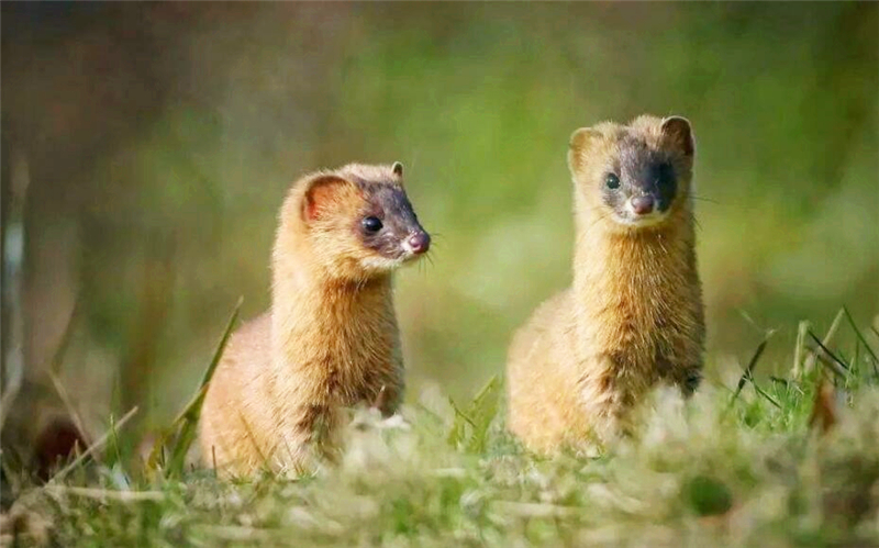 真正的黄鼠狼能不能吃,黄鼠狼死了能够吃吗