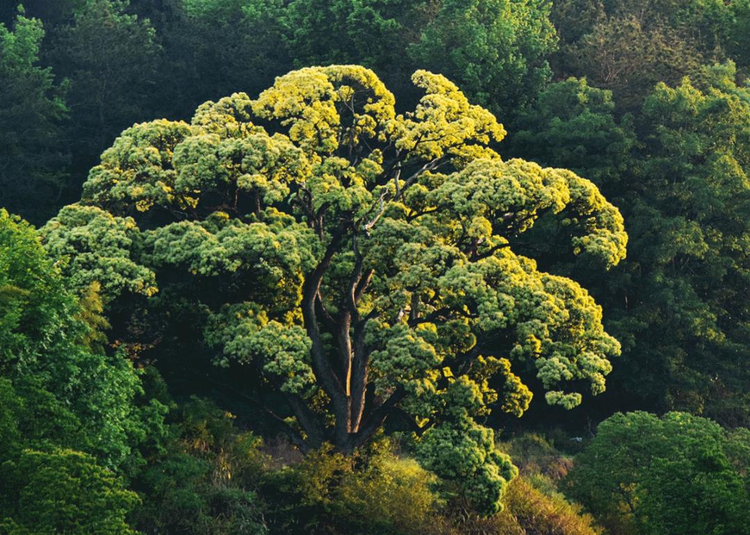 湖北一名副省级领导撰写读后感荐书：古树的情怀