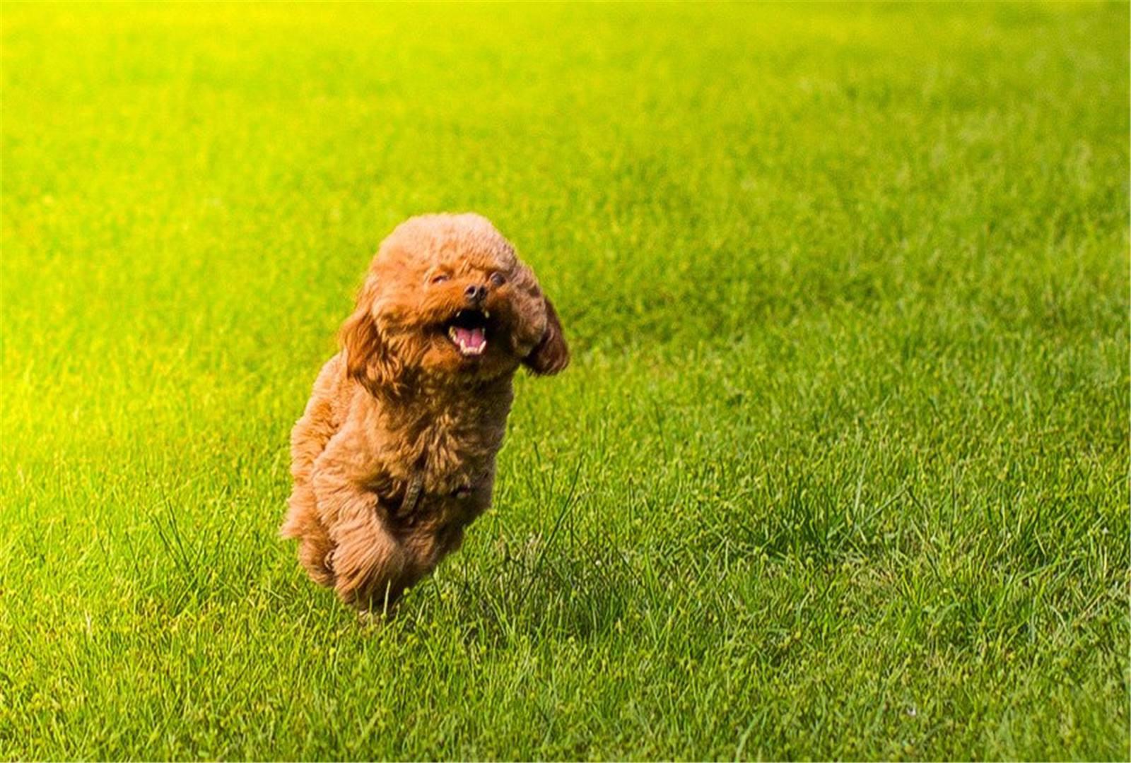 养狗狗是养博美好还是养泰迪好,为什么养狗的人讨厌泰迪