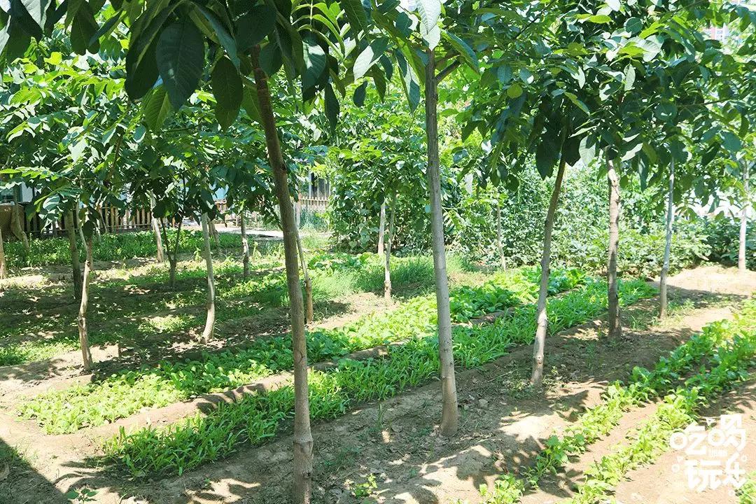 秋冬来袭!来碗养生汤!吃着鸽子喝着汤!请客有面子就到鸽子王