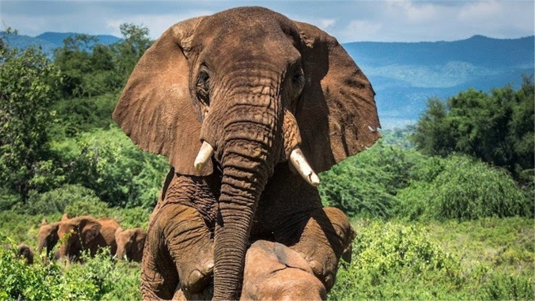 大象脚底可以感知很远的声音吗,大象听力来源于脚