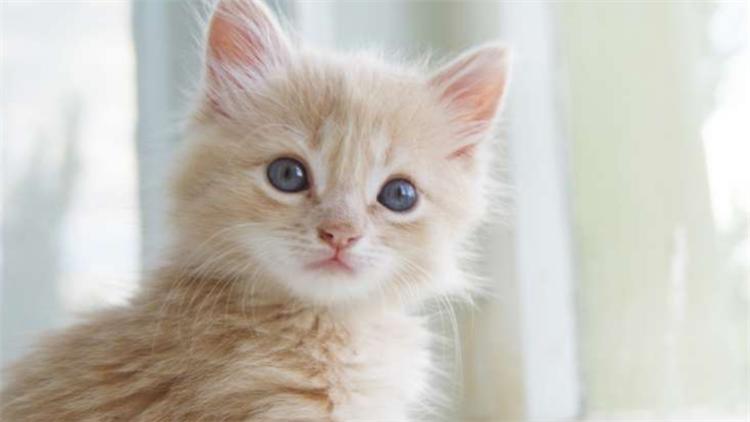 猫咪不吃东西怎么办最有效,猫咪不吃东西越来越瘦怎么办