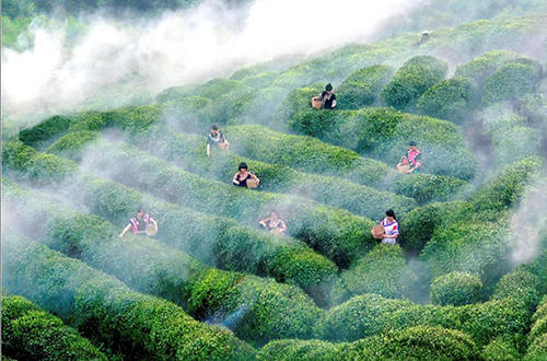 贵州名茶都匀毛尖茶加工技术,都匀毛尖是中国十大名茶英文翻译