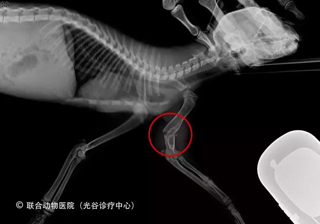 猫咪狗狗骨折了怎么办？扒一扒宠物“骨子里”的那些事