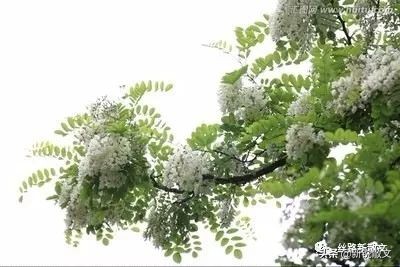 父亲去世后，我很少再去老槐树下，不知道是否还有斑鸠在树上垒窝