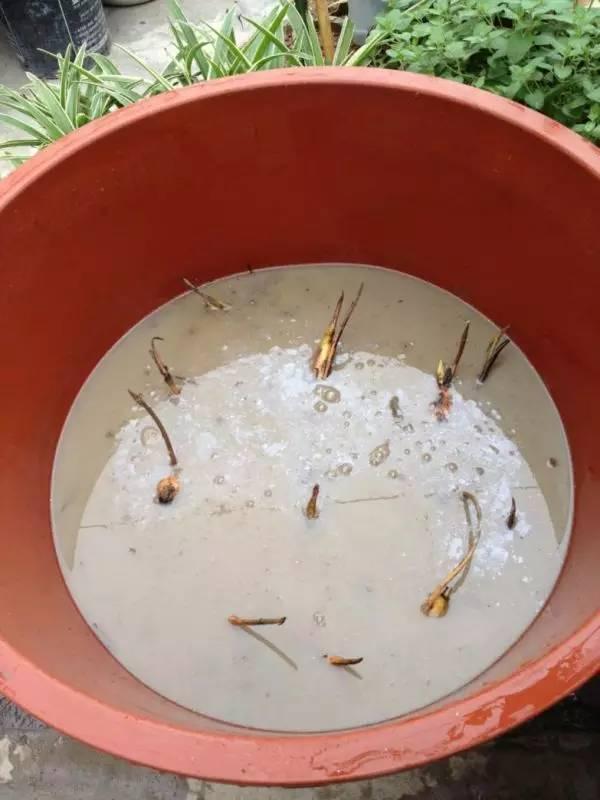 捡起泥巴种荷花,捡一个坛子种花