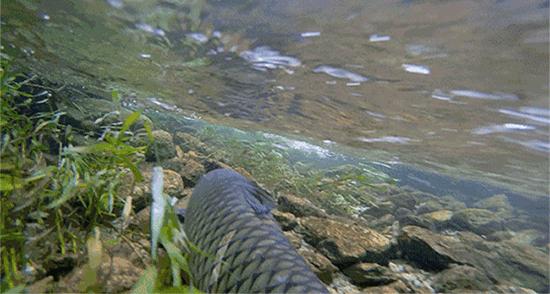 捕鱼大作战网易视频,捕鱼大作战新闻