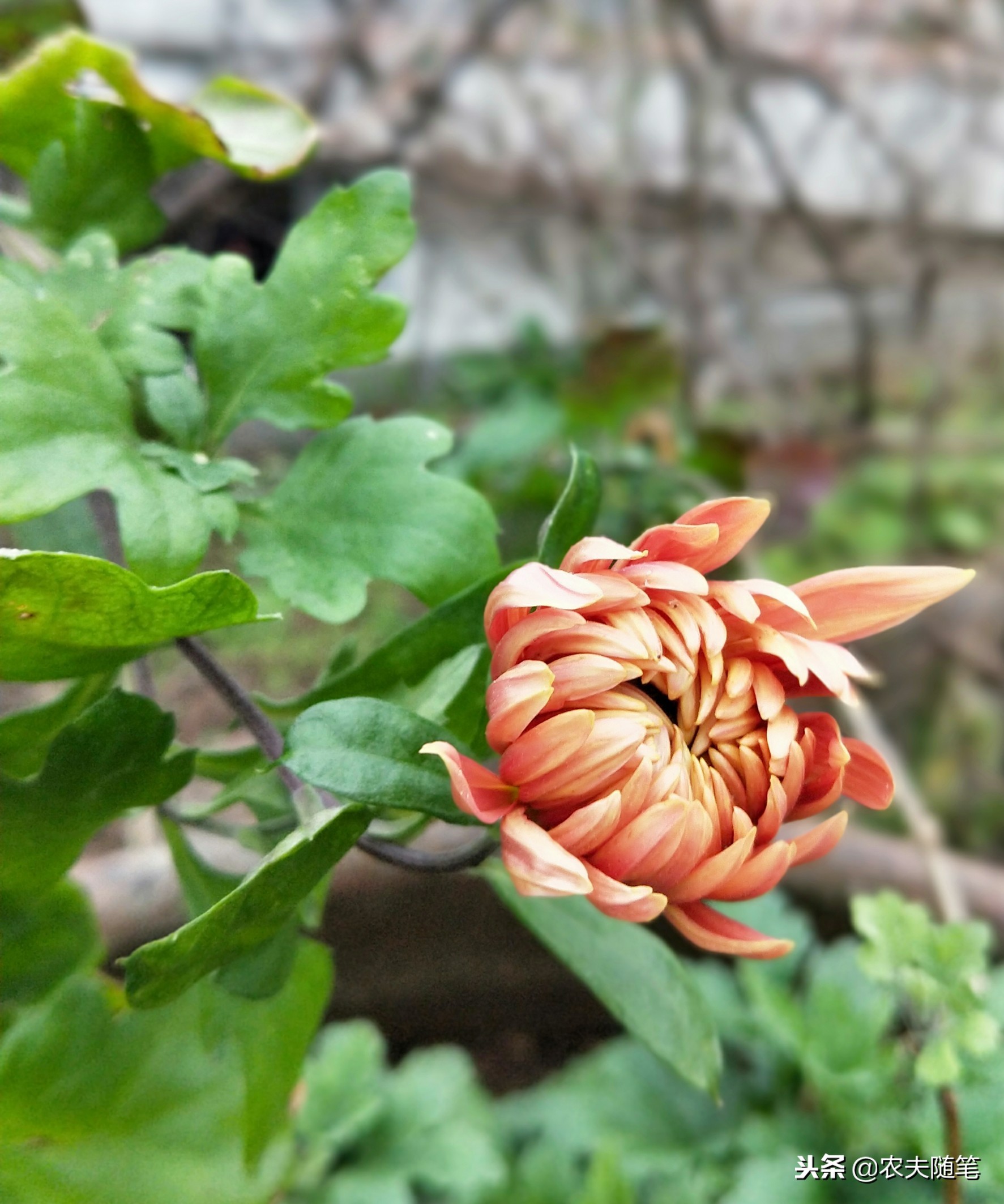 楼顶的菊花像一只快乐的飞鸟，在我心灵的天空上快活地飞翔