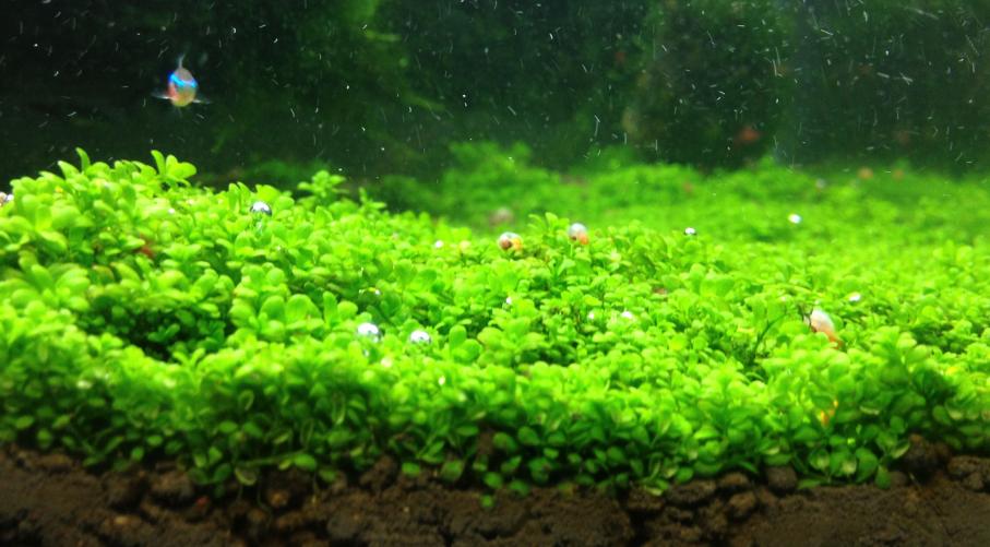 迷你矮珍珠修剪下来的可以种植吗,趴地珍珠和迷你矮珍珠哪个好养