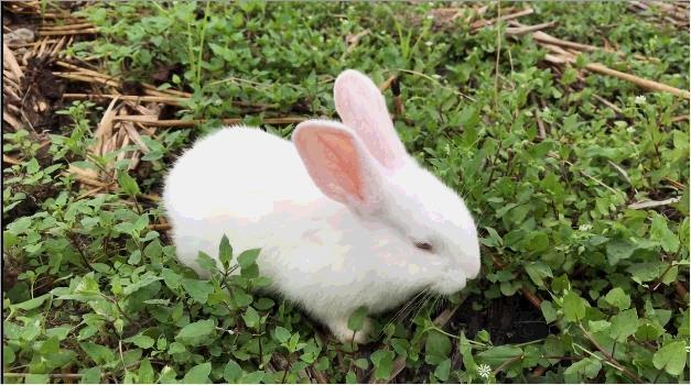 白兔：月亮上的蟾蜍和白兔，广寒仙子竟是兔仙的捣药帮手