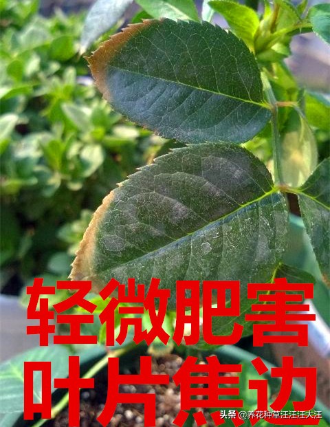 地栽月季肥害大烧苗多久能缓过来,月季肥害了还可以用磷酸二氢钾吗