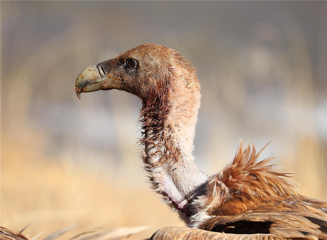青海泽库公路现高山秃鹫，形象凶狠声誉差，却对伴侣忠贞不二