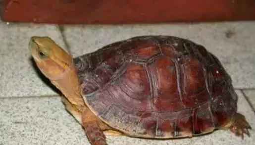 三线闭壳龟和潘氏闭壳龟区别,金头闭壳龟和三线闭壳龟同池