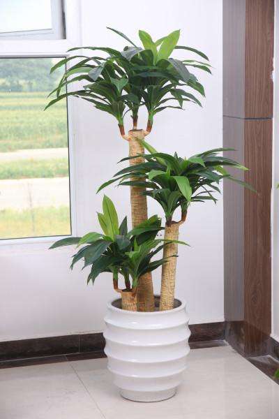 散发清香的易养花卉植物,观叶植物盆栽大全图