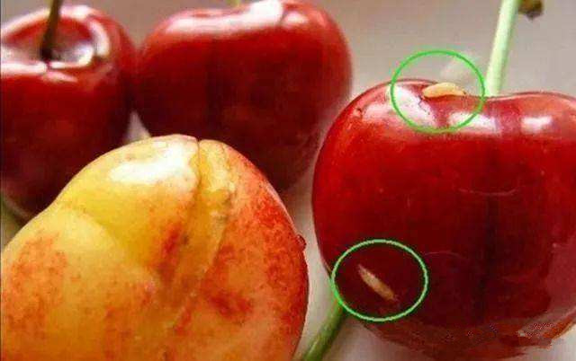 樱桃里的果蝇幼虫人吃了危害大吗,果蝇对樱桃的危害