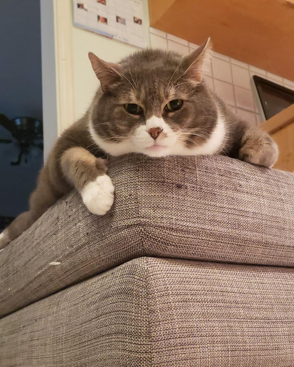 猫减肥的最佳方法,给猫减肥为啥越减越肥