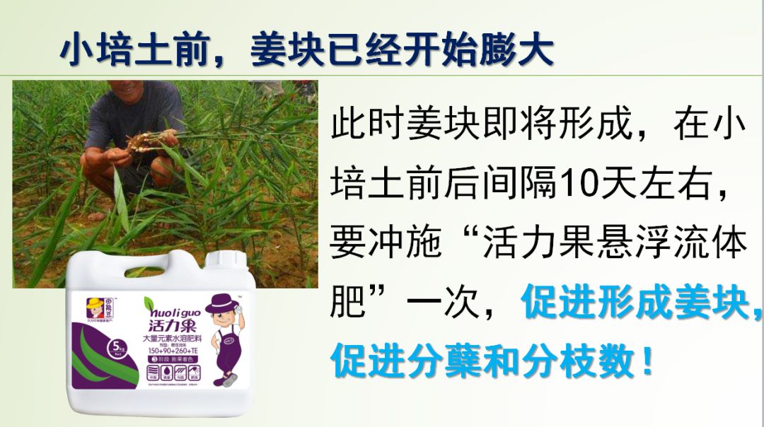 种姜怎么种产量更高,春耕进行时农村种姜