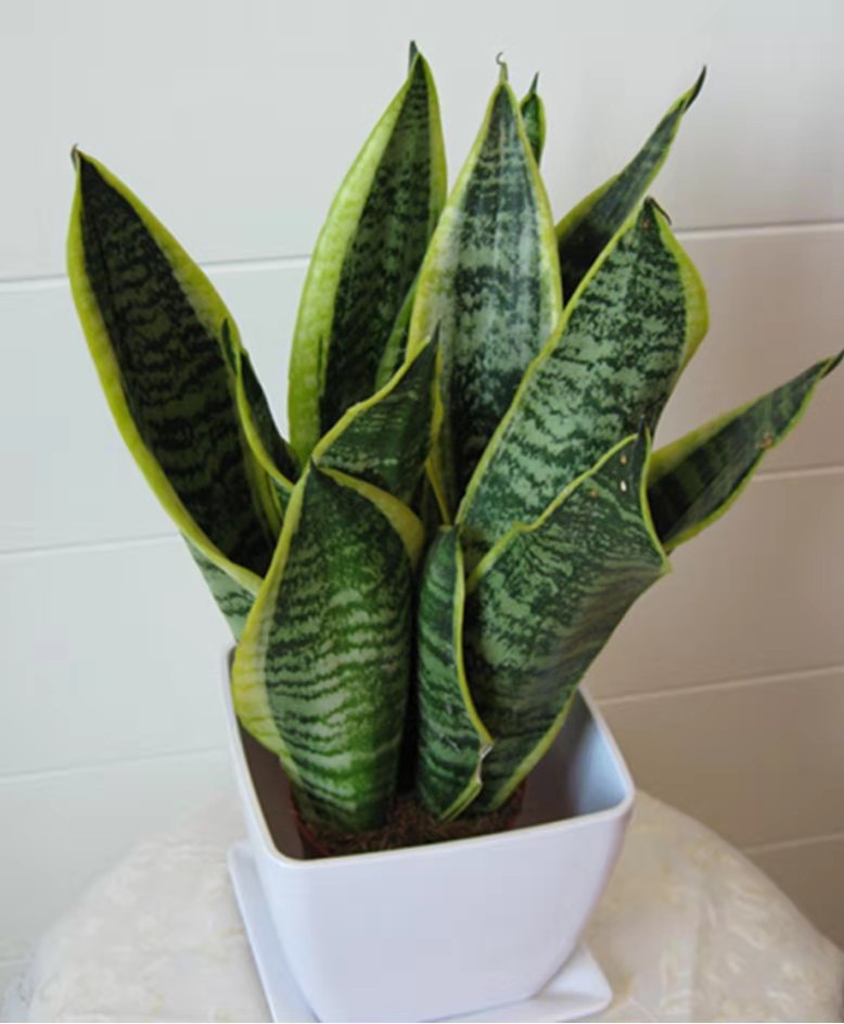 虎皮兰银脉能吸甲醛吗,金边虎皮兰吸收甲醛吗